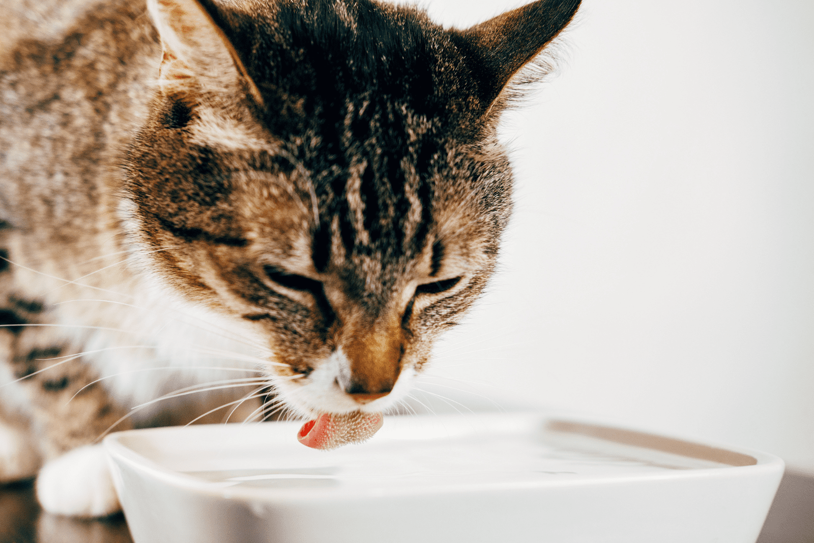 de kat drinkt water uit de kom