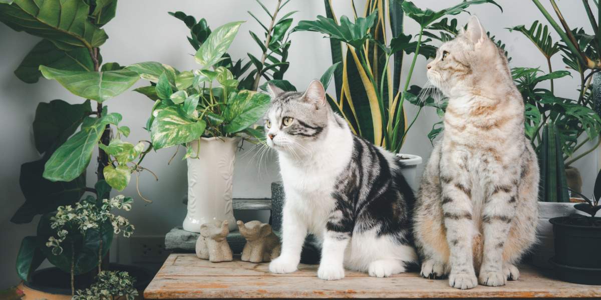 10 hacks om katten uit van planten te houden