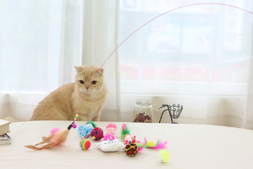 een kat die met speelgoed speelt