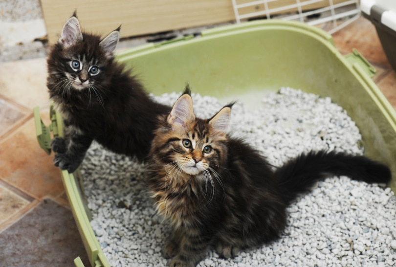 kittens in kattenbak