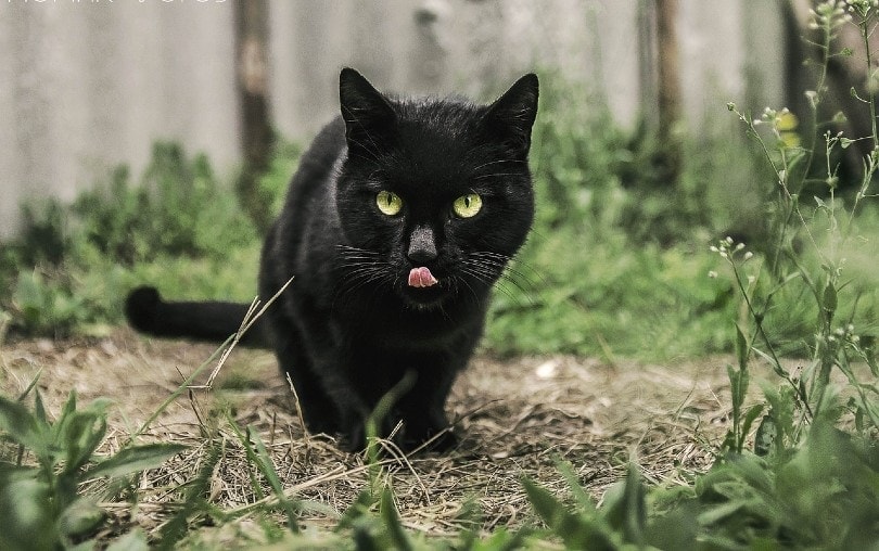 zwarte bombay kat buiten likken mond