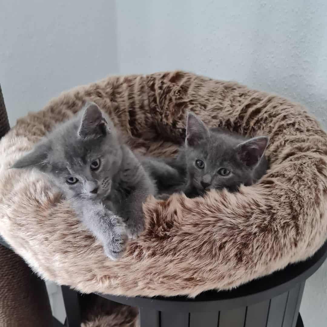 russian blue maine coon mix kittens