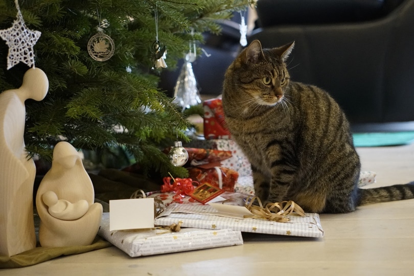 kat zittend in de buurt van kerstboom