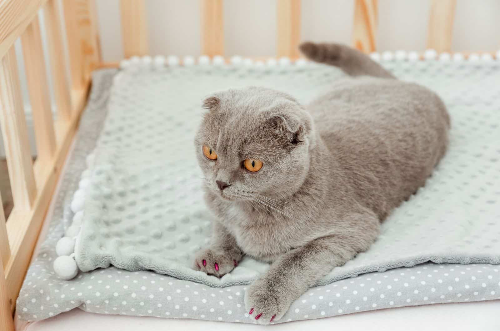 kat zit op bed met nageldoppen