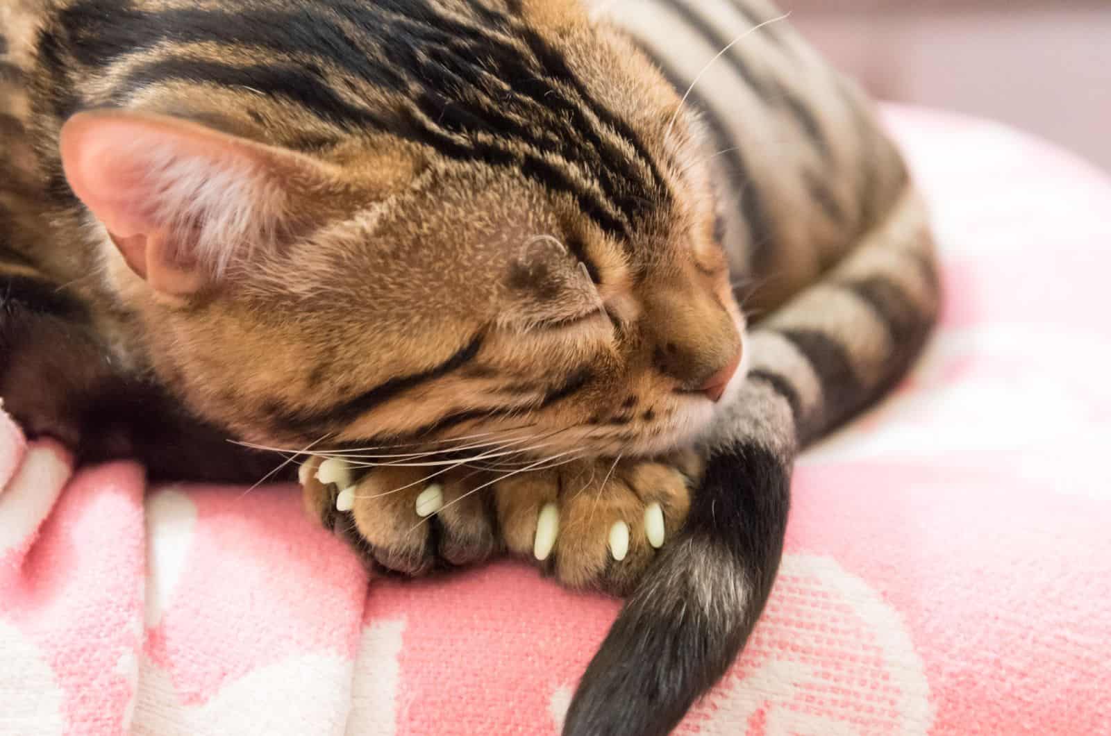 kat slaapt met Cat Nail Caps op nagels