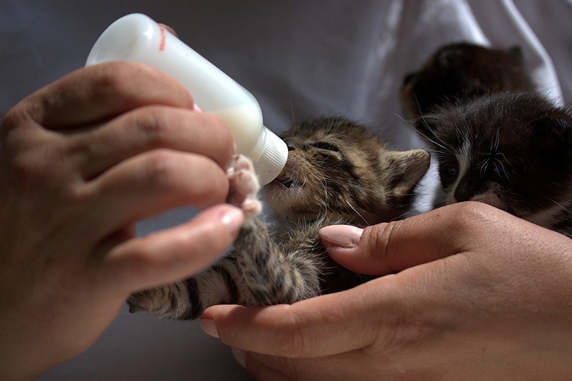 flesvoeding van een tabby kitten