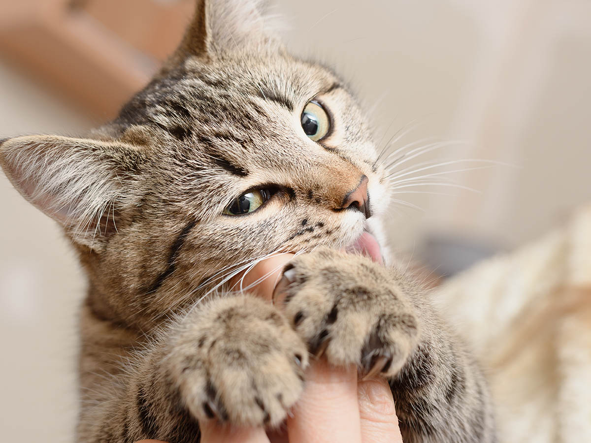 kat die op vinger kauwt
