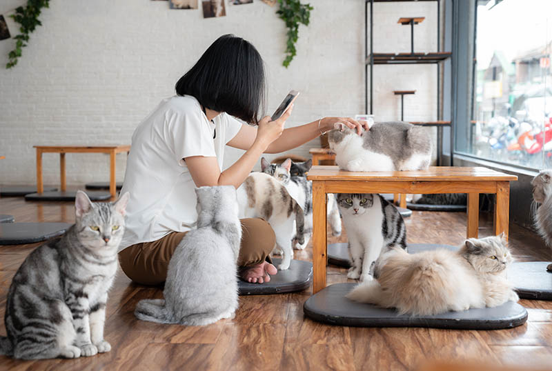 Aziatische vrouw die met katten in een kattencafé speelt