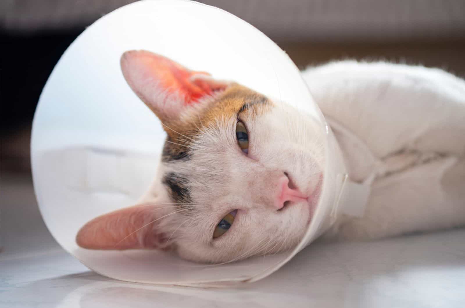 De kat draagt een halsband om te voorkomen dat de wond na sterilisatie wordt gelikt