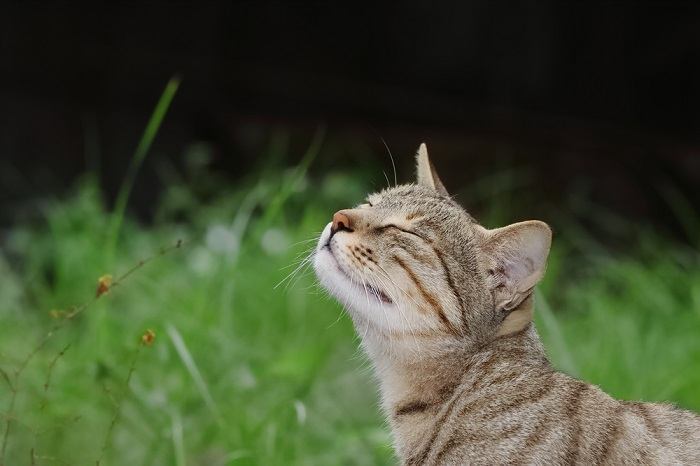 kat ruikend gras
