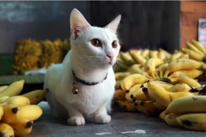 Negatieven voor het voeren van katten banaan