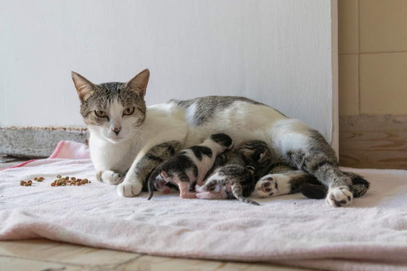 moederpoes met kittens