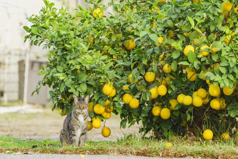 kat zit in de buurt van citroenboom