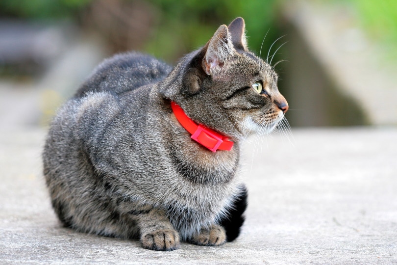 kat met rode kalmerende halsband