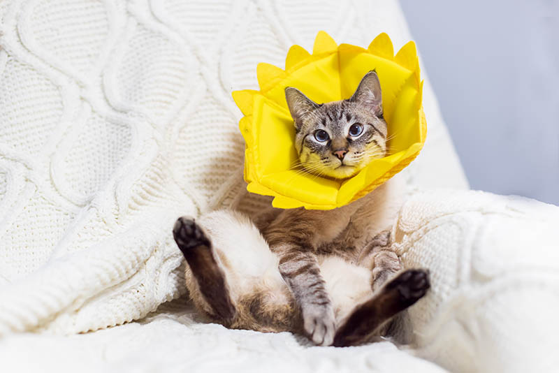 lynx punt tabby kat draagt bloem kraag