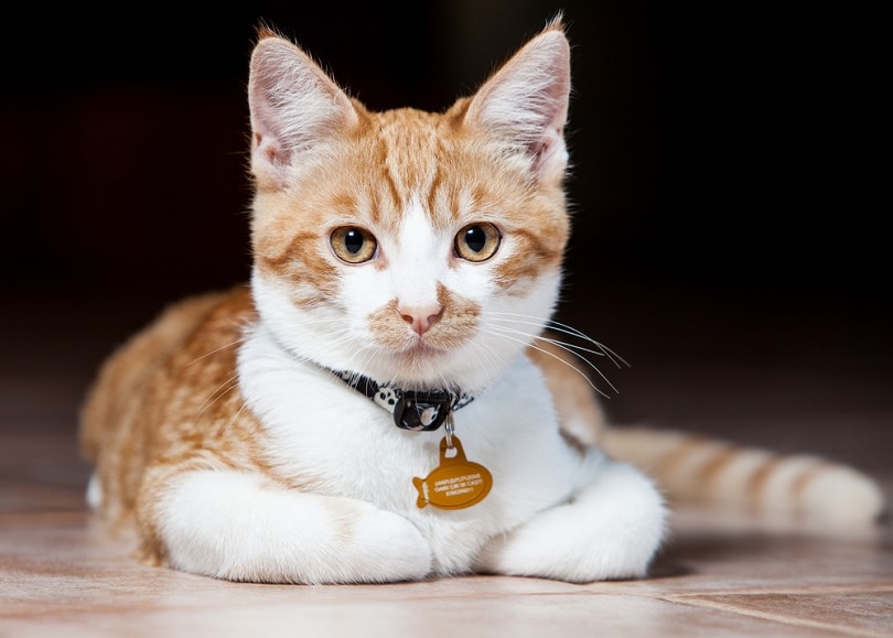 oranje en witte tabby kat met halsband
