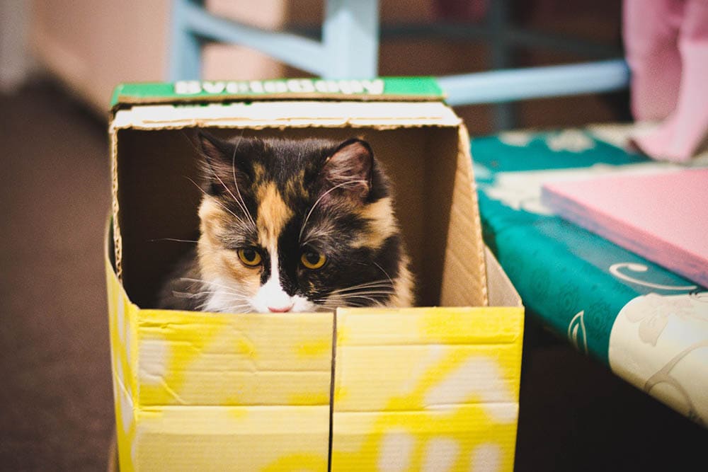 kat in een gele doos