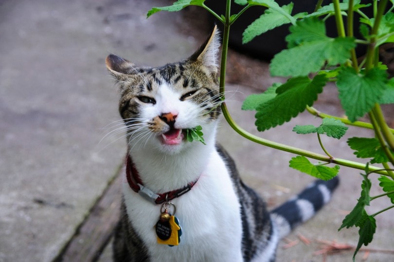 kat die kattenkruid buiten eet