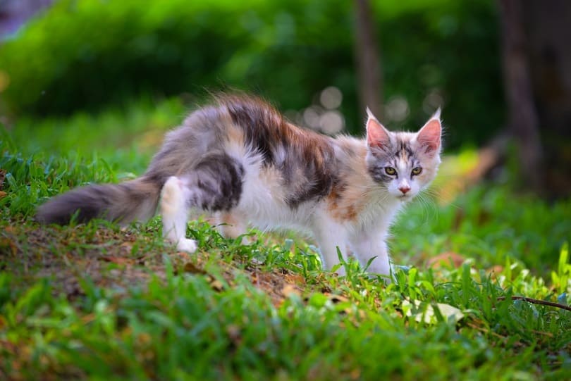 kat in grass_Winessyork, Shutterstock