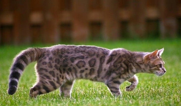 Bengaalse kat die op gras loopt