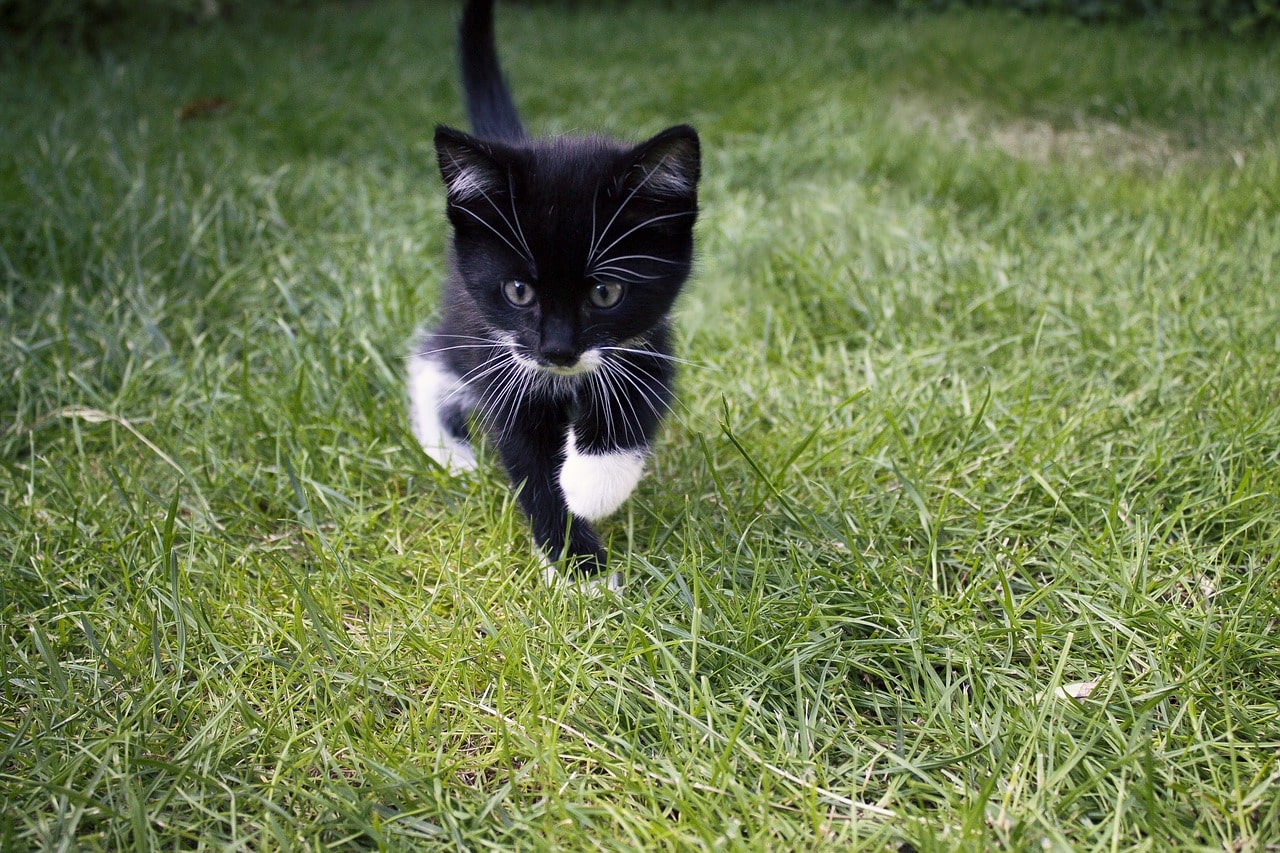 kitten spelen in het gras