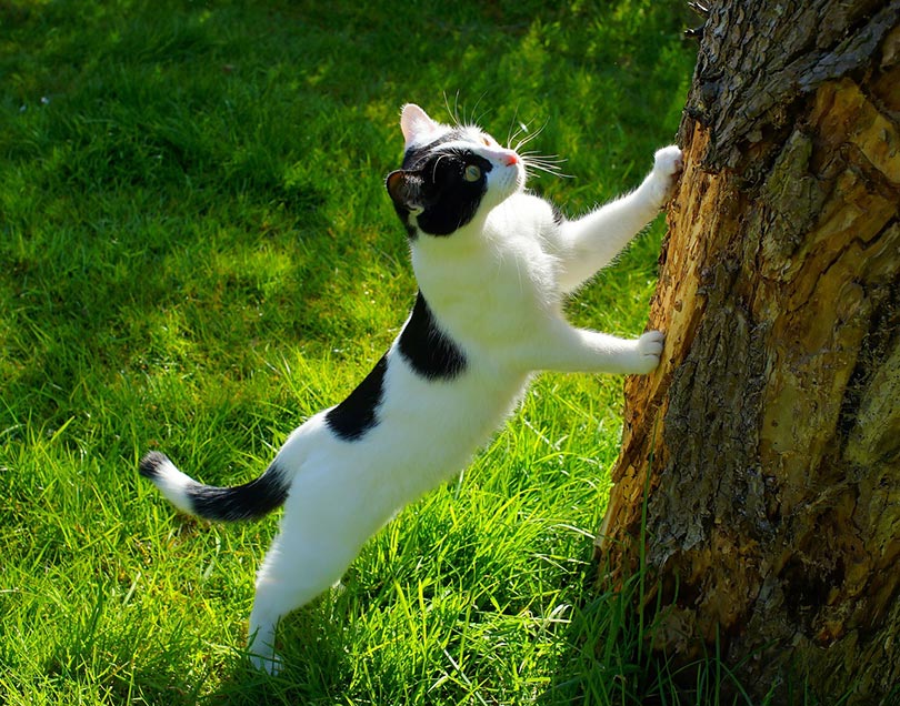 zwart-witte kat leunend op een boom die op zijn prooi jaagt