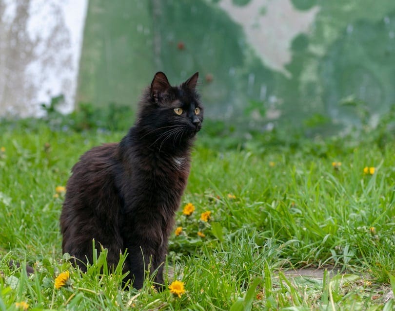 een zwarte kat die in de achtertuin zit