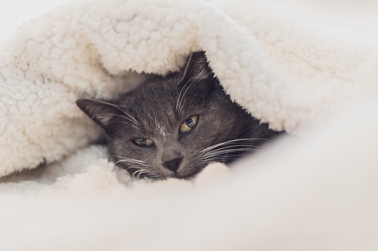 kat met wollen deken