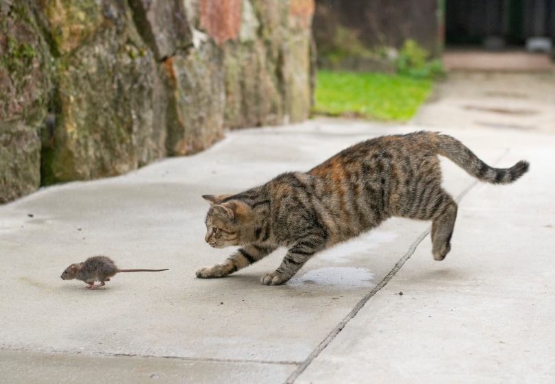 kat die buiten op muis jaagt