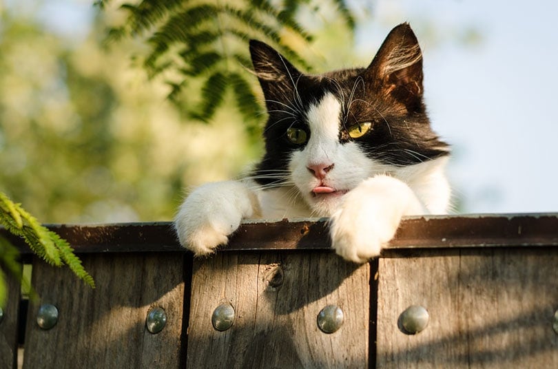 kat die over het hek probeert te klimmen