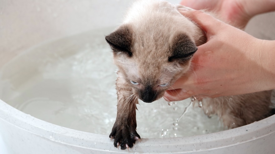 siamse kat die een bad neemt
