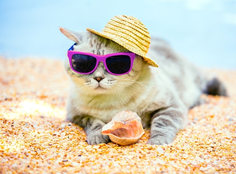 Kat met zonnebril en zonnehoed ontspannen op het strand