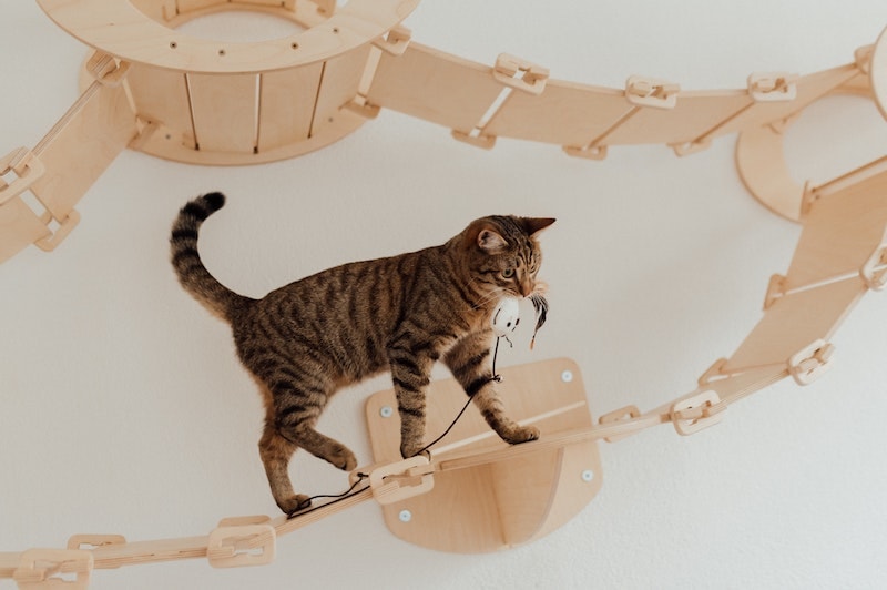 Kat loopt op houten loopbrug met kattenspeelgoed in de mond