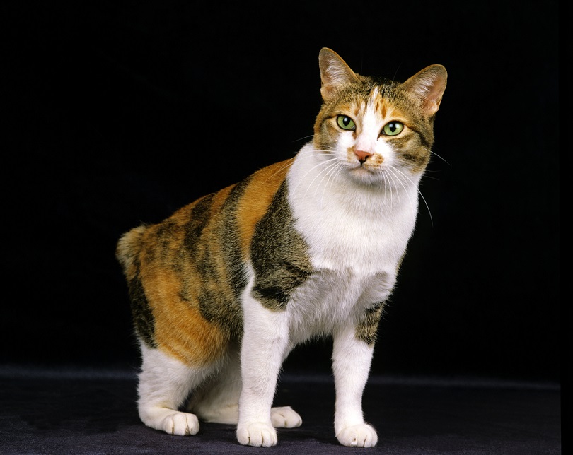 Japanse Bobtail Cat