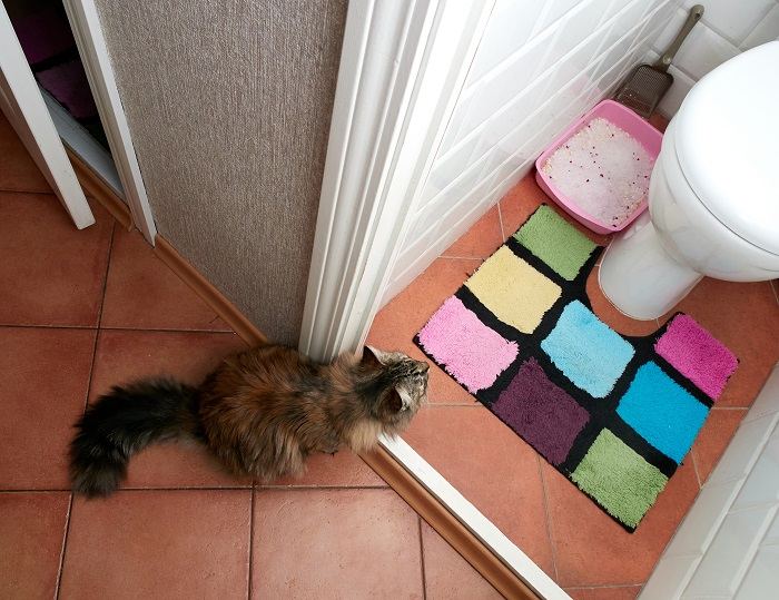 kattenbak bij het toilet