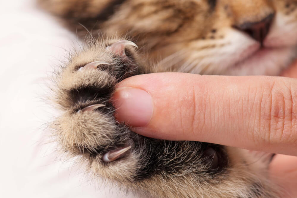 Close-up van de poot van een kitten met een menselijke vinger voor contrast
