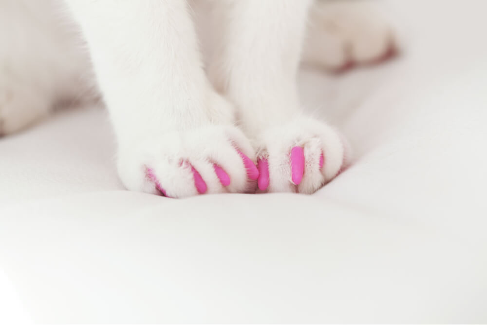 Witte kattenpoten met roze klauwmutsen lternatief om katten te declameren