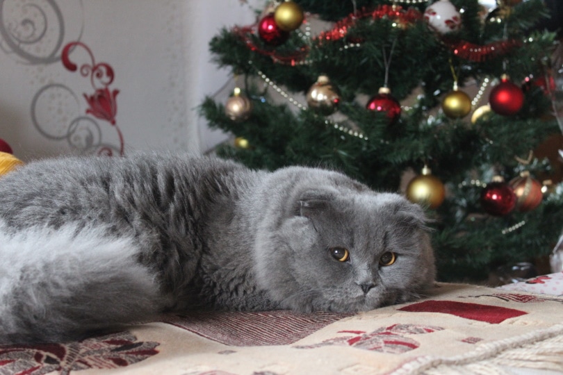 kat die in de buurt van de kerstboom ligt
