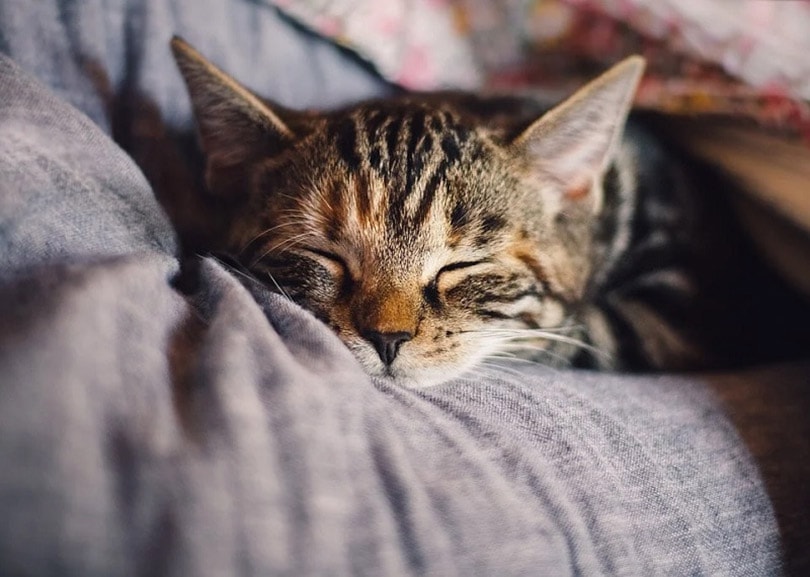 Een tabby kat die op een kussen slaapt