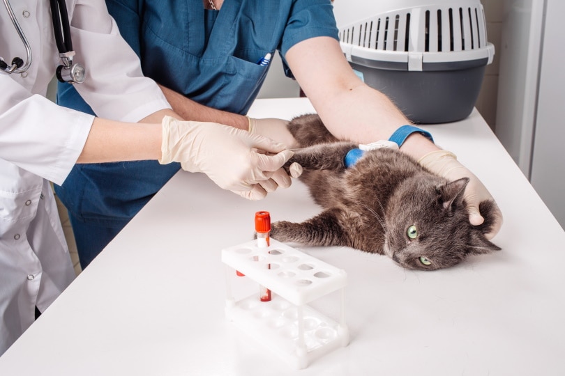bloedonderzoek kat