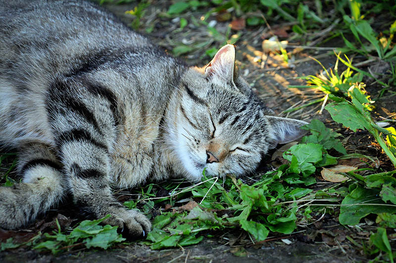 kat ruikend kattenkruid