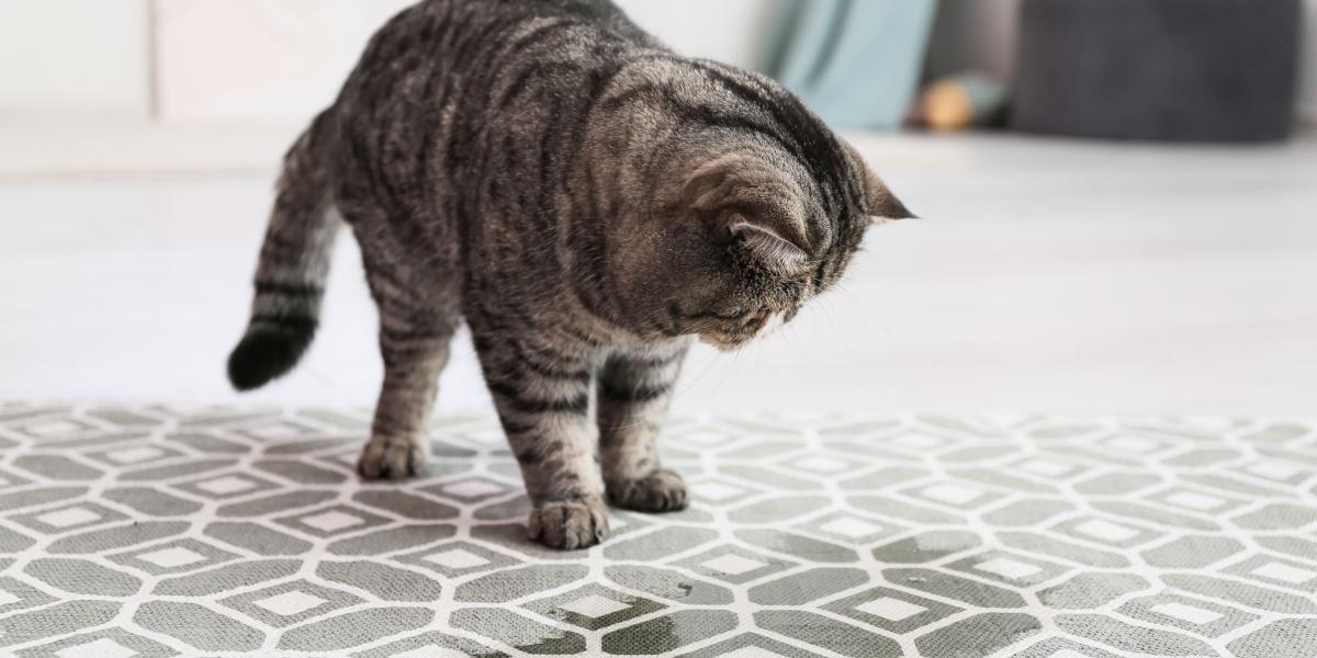 Hoe te voorkomen dat een kat op het tapijt plast
