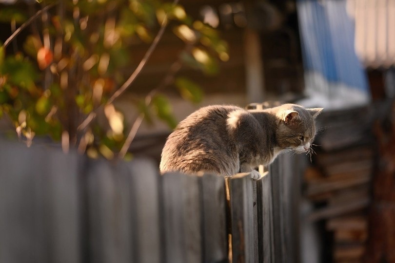 kat op het hek