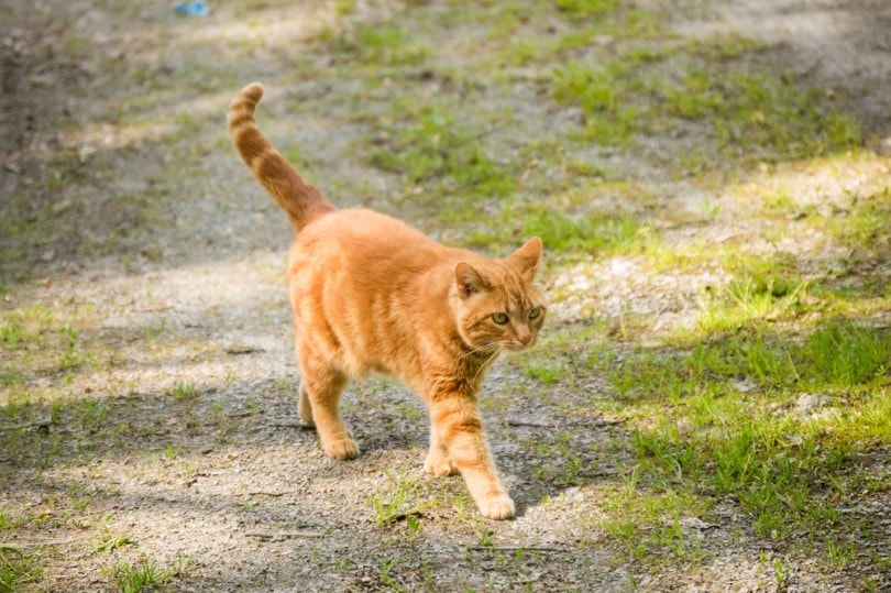 Amerikaanse Polydactyl kat die buiten loopt