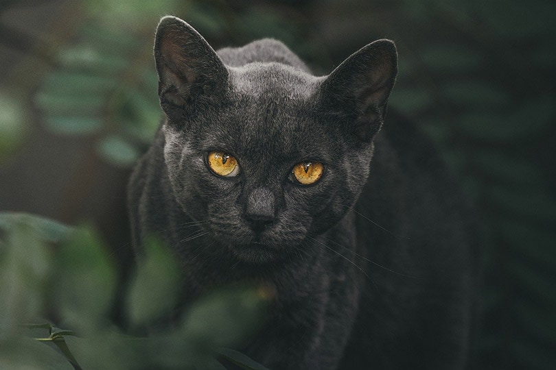 close up van een zwarte kat met amberkleurige ogen
