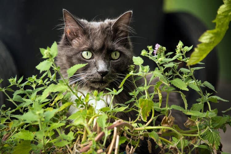 kat met groene ogen in kattenkruid