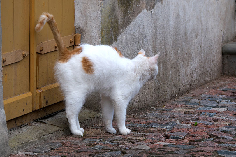 een witte kat die de houten poort besproeit