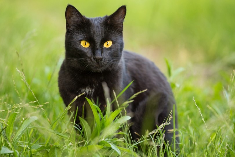 Bombay kat die buiten op gras zit