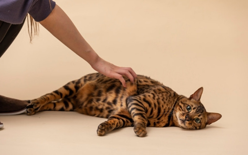 Is overgewicht bij Bengaalse katten gebruikelijk?
