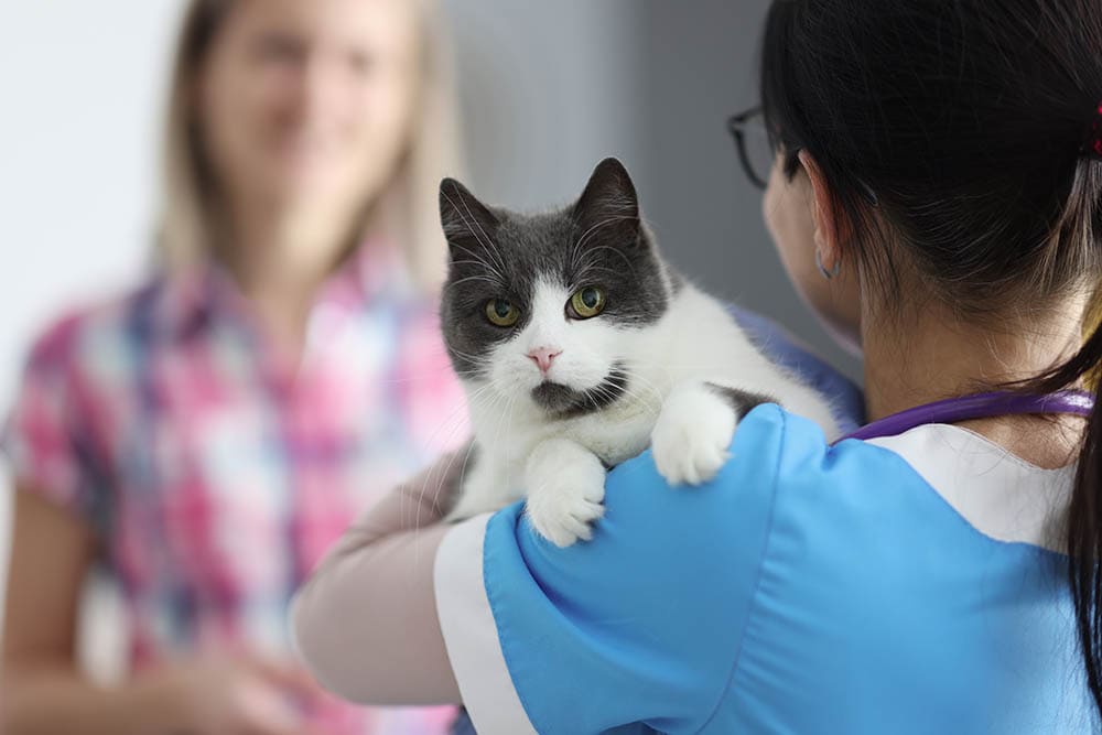 dierenarts dokter houdt kat vast